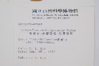 地刷子、多穗石松藏品圖，第2張