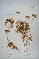 地刷子藏品圖，第1張