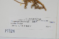 地刷子藏品圖，第2張