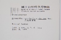 反捲葉石松藏品圖，第2張