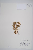 長柄千層塔藏品圖，第1張