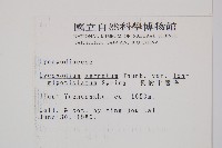 長柄千層塔藏品圖，第2張