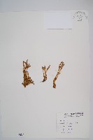 玉山石松藏品圖，第1張