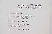 玉山石松藏品圖，第2張