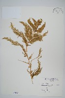 全緣卷柏藏品圖，第1張