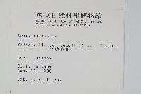 全緣卷柏藏品圖，第2張