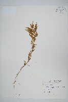 全緣卷柏藏品圖，第1張