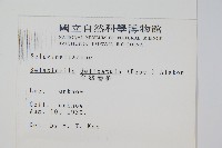 全緣卷柏藏品圖，第2張