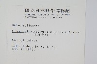 全緣卷柏藏品圖，第2張