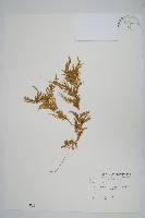 全緣卷柏藏品圖，第1張