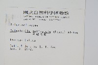 全緣卷柏藏品圖，第2張