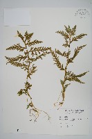 全緣卷柏藏品圖，第1張