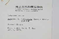 全緣卷柏藏品圖，第2張