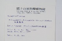 全緣卷柏藏品圖，第2張