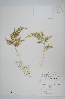 異葉卷柏藏品圖，第1張