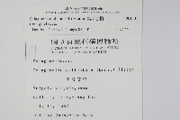 異葉卷柏藏品圖，第2張