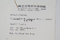 全緣卷柏藏品圖，第2張