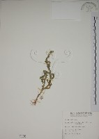 生根卷柏藏品圖，第1張