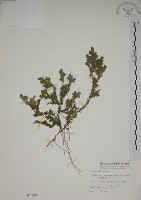 生根卷柏藏品圖，第1張