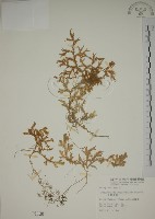 生根卷柏藏品圖，第1張