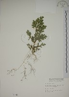 生根卷柏藏品圖，第1張