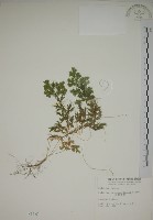 生根卷柏藏品圖，第1張