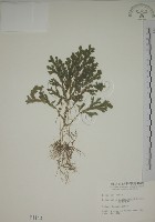 生根卷柏藏品圖，第1張