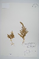 異葉卷柏藏品圖，第1張