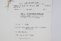 異葉卷柏藏品圖，第2張