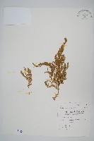 異葉卷柏藏品圖，第1張