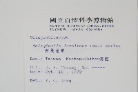 密葉卷柏藏品圖，第2張