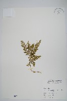 密葉卷柏藏品圖，第1張