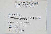 密葉卷柏藏品圖，第2張