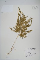 密葉卷柏藏品圖，第1張