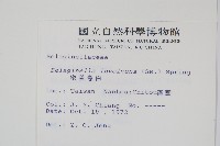 密葉卷柏藏品圖，第2張