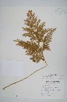 異葉卷柏藏品圖，第1張