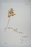 密葉卷柏藏品圖，第1張