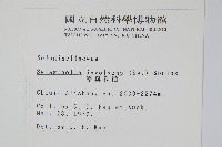 密葉卷柏藏品圖，第2張