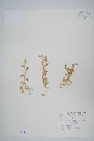 疏葉卷柏藏品圖，第1張