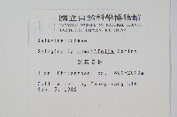 疏葉卷柏藏品圖，第2張