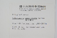 疏葉卷柏藏品圖，第2張