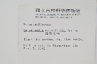 疏葉卷柏藏品圖，第2張