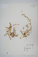 疏葉卷柏藏品圖，第1張