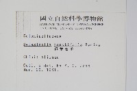 疏葉卷柏藏品圖，第2張