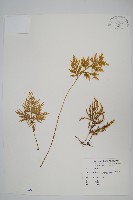 擬密葉卷柏藏品圖，第1張