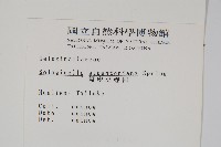 擬密葉卷柏藏品圖，第2張