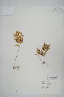 擬密葉卷柏藏品圖，第1張