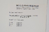 擬密葉卷柏藏品圖，第2張