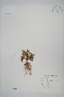 萬年松藏品圖，第1張