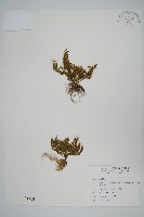 萬年松藏品圖，第1張